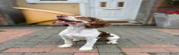 Cocker Spaniel dogs for sale: Working cocker spaniel puppies  - Advert 2