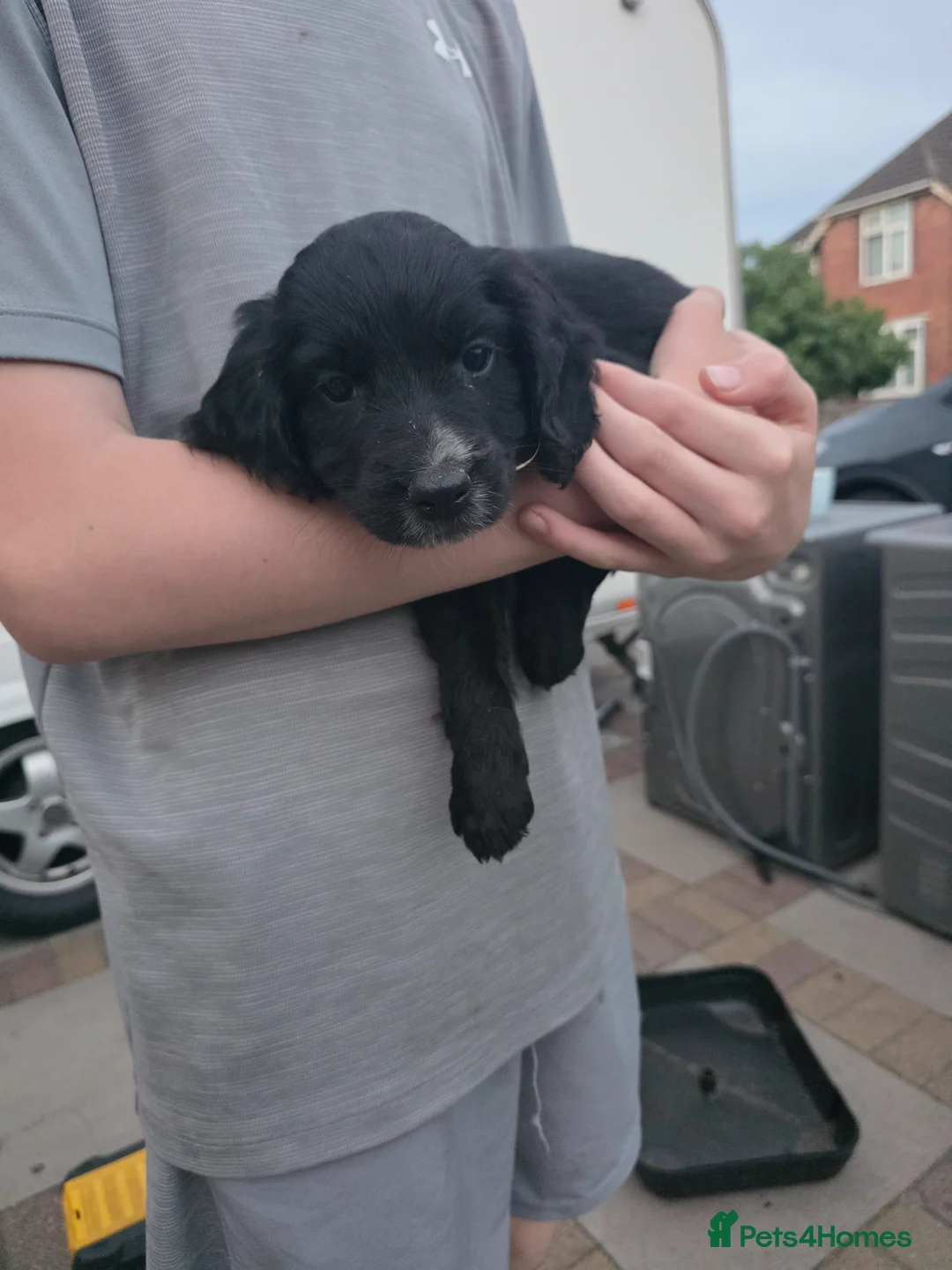 Cocker Spaniel dogs for sale: Cocker Spaniel Puppies - Advert 5