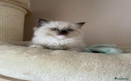 Ragdoll cats for sale: Beautiful Ragdoll Kittens - Image 4