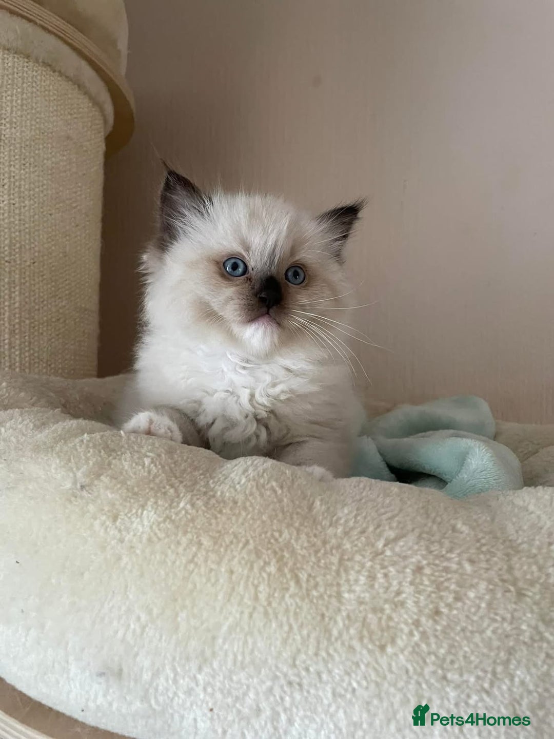 Ragdoll cats for sale: Beautiful Ragdoll Kittens - Image 4