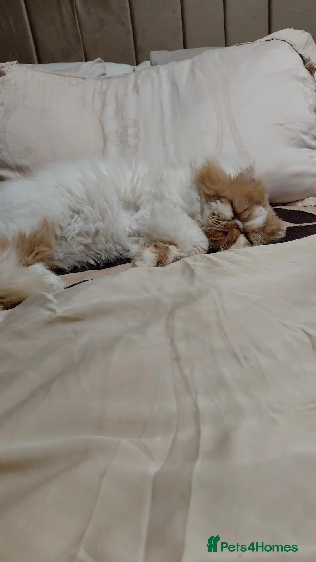 Persian cats for sale: 4 year persian  - Advert 1