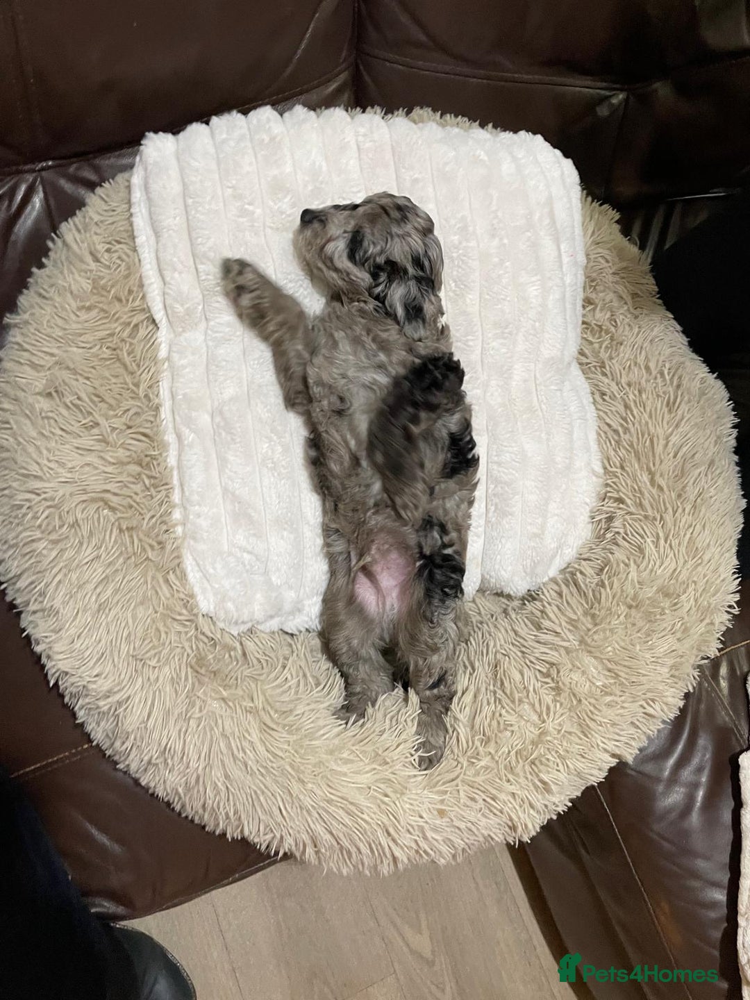 Cavapoochon dogs for sale: 6 cavapooschon puppies ready to go 18th January  - Advert 10