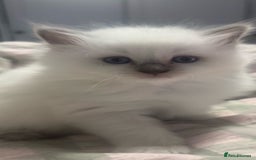 Ragdoll cats for sale: Adorable nice Ragdoll Kittens for sale - Image 7