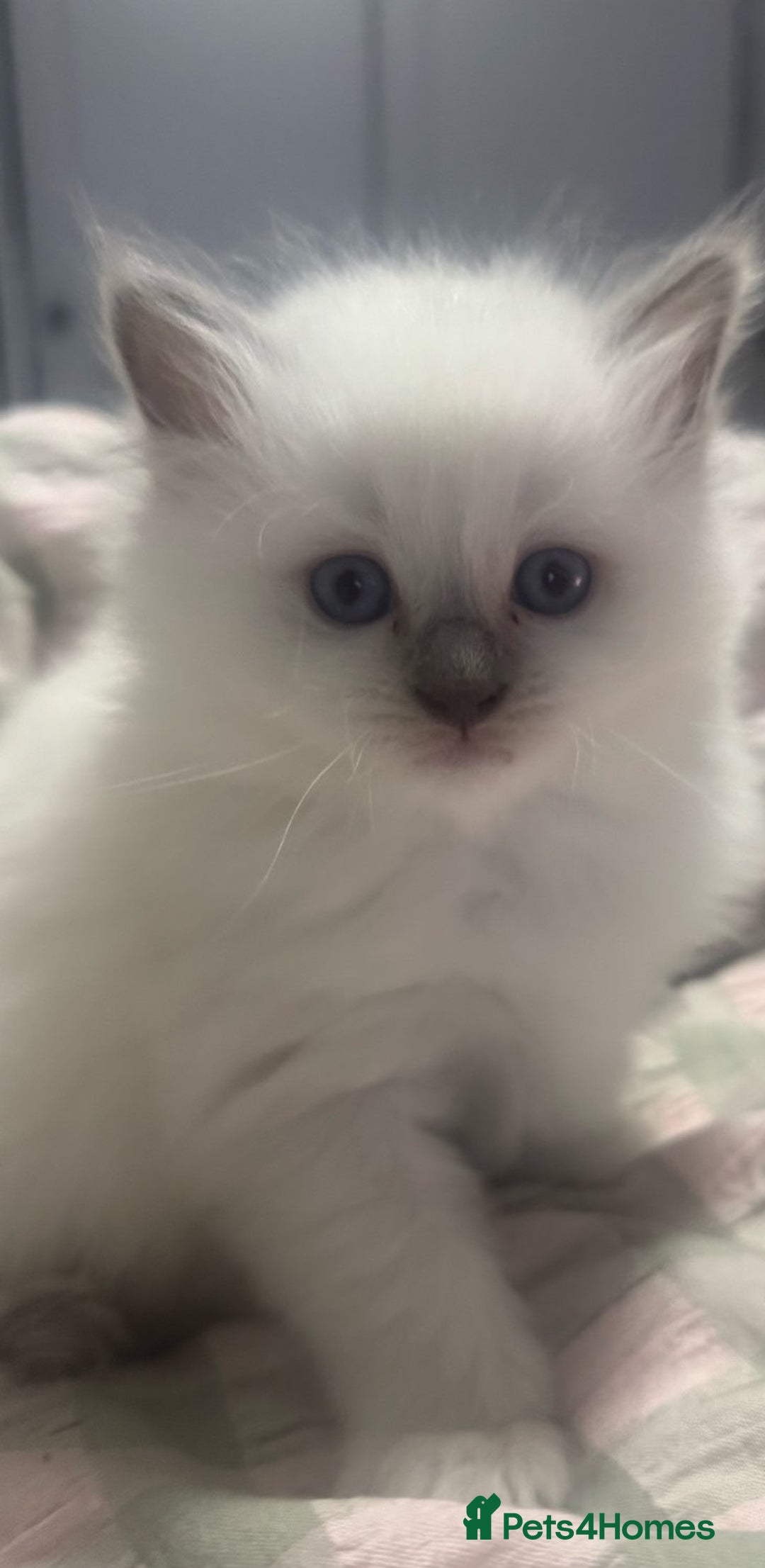 Ragdoll cats for sale: Adorable nice Ragdoll Kittens for sale - Image 7
