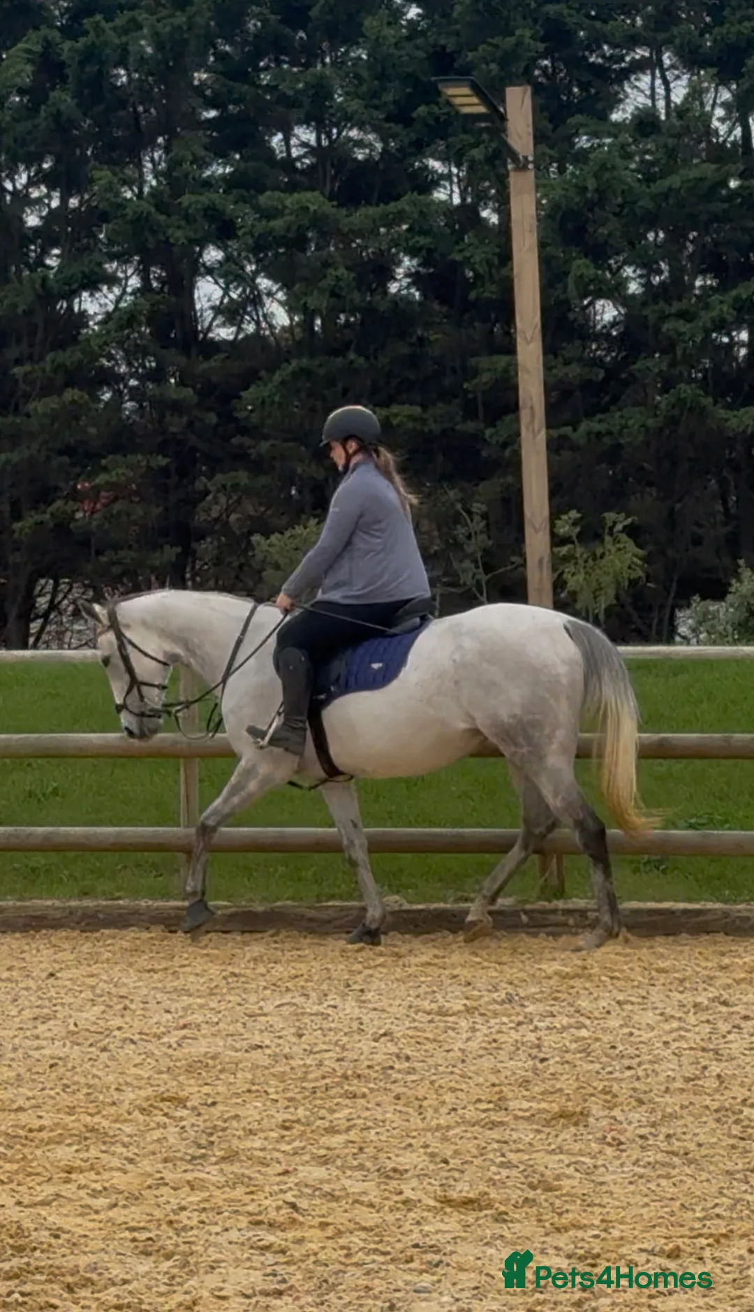 Irish Thoroughbred horses for sale: Grey 16hh 9yr old TB mare in Canterbury - Advert 2