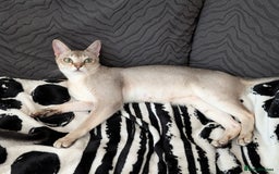 Singapura cats for sale: Singapura girl  - Image 5