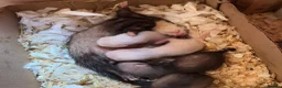 Ferret rodents for sale: Ferret kits - micro lineage - Advert 5