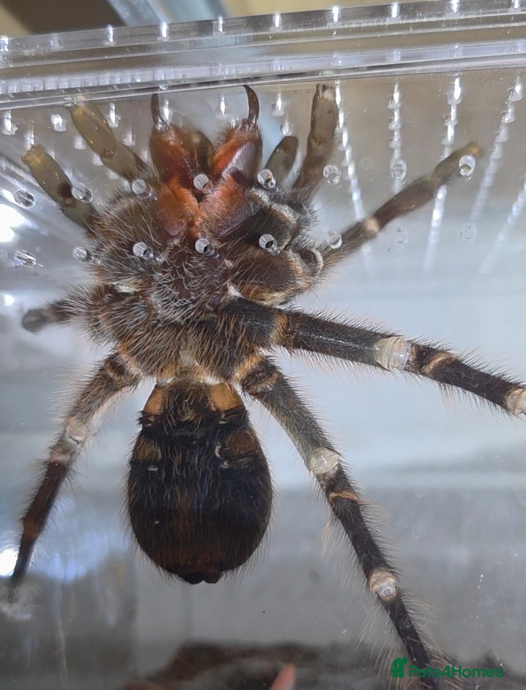 Tarantulas invertebrates for sale: Phormictopus atrichomatus Red Island Birdeater AF  - Advert 4