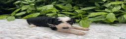 Bordoodle dogs for sale: F1 190+ genetic test clear - refund guarantee - Advert 3