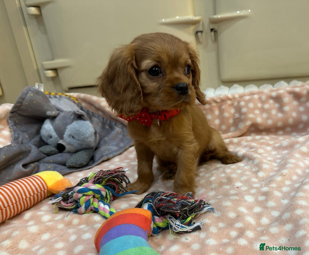 Cavalier King Charles Spaniel dogs for sale: Cavalier King Charles Spaniel Puppies - Advert 6