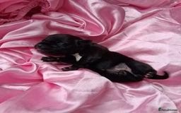 Staffordshire Bull Terrier dogs for sale: Jazz x Otis - BlackBrindles with STUNNING MARKINGS - Image 6