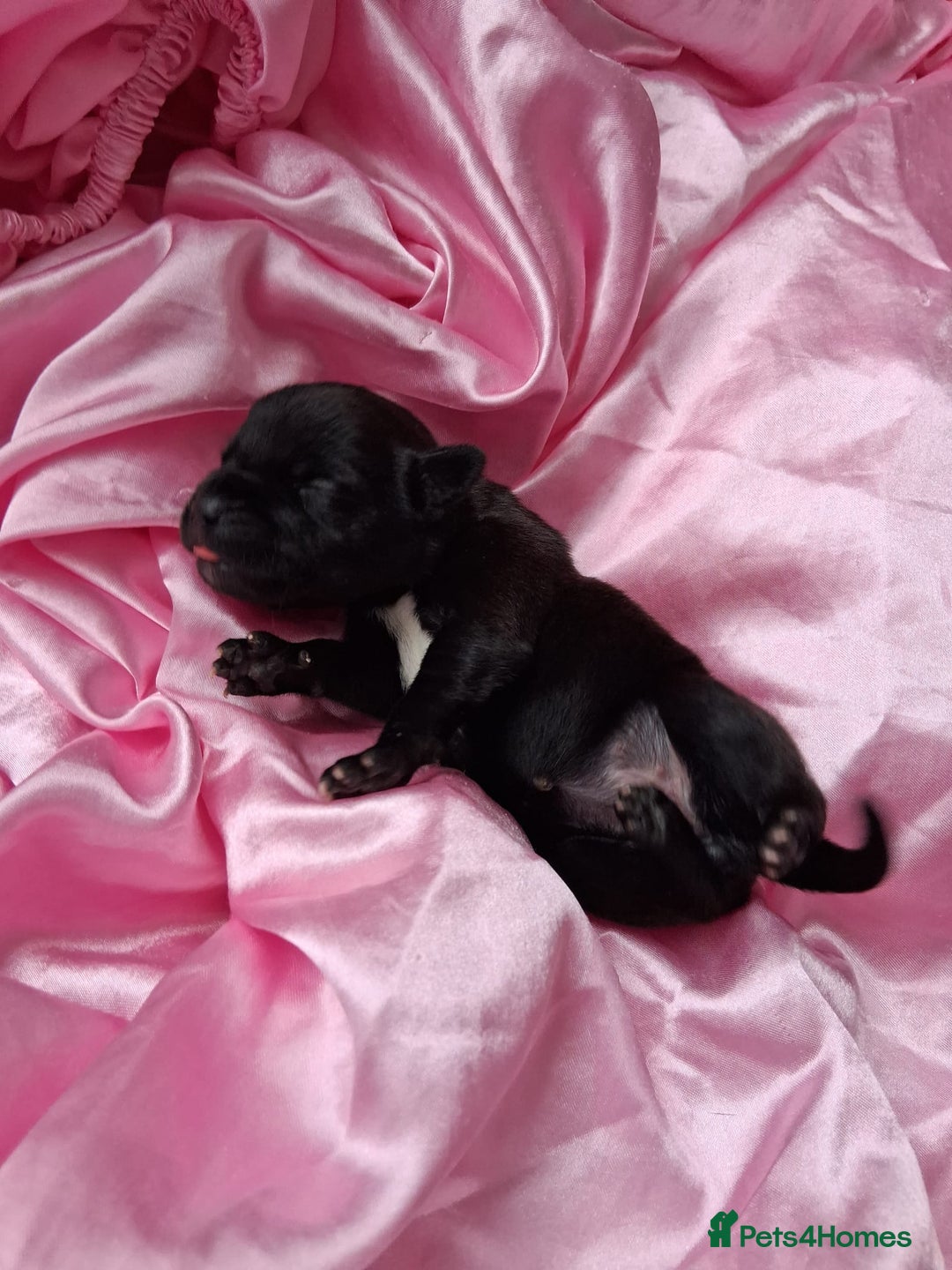 Staffordshire Bull Terrier dogs for sale: Jazz x Otis - BlackBrindles with STUNNING MARKINGS - Image 6