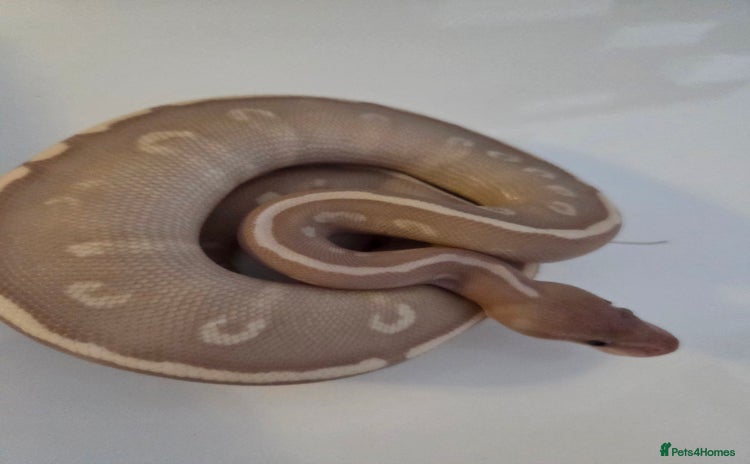 Python Snake reptiles - Advert 1