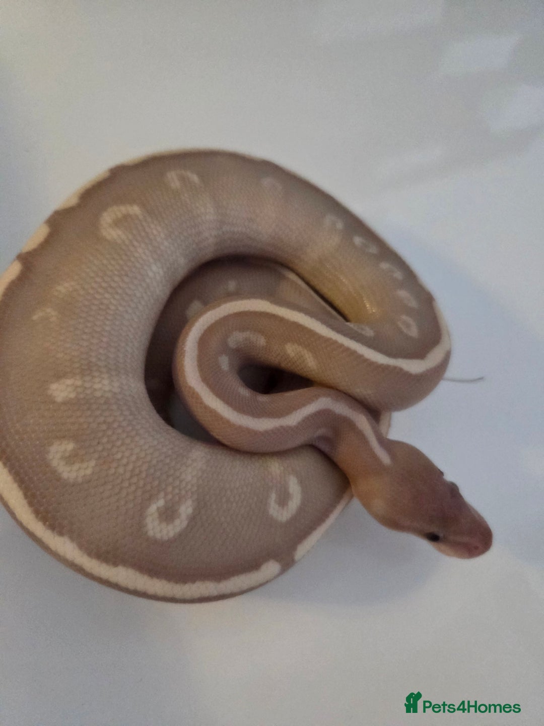 Python Snake reptiles for sale: Banana super phantom hurricane  - Image 1