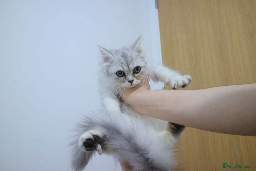 Persian cats for sale: Persian kitten boy available! - Image 5
