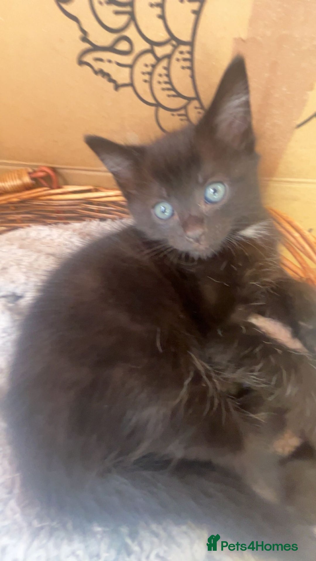 Mixed Breed cats for sale: Cute black male kitten  - Image 4