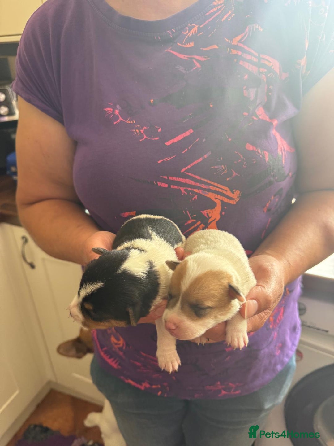 Jack Russell dogs for sale: Bred From Health Tested Parents - Image 27