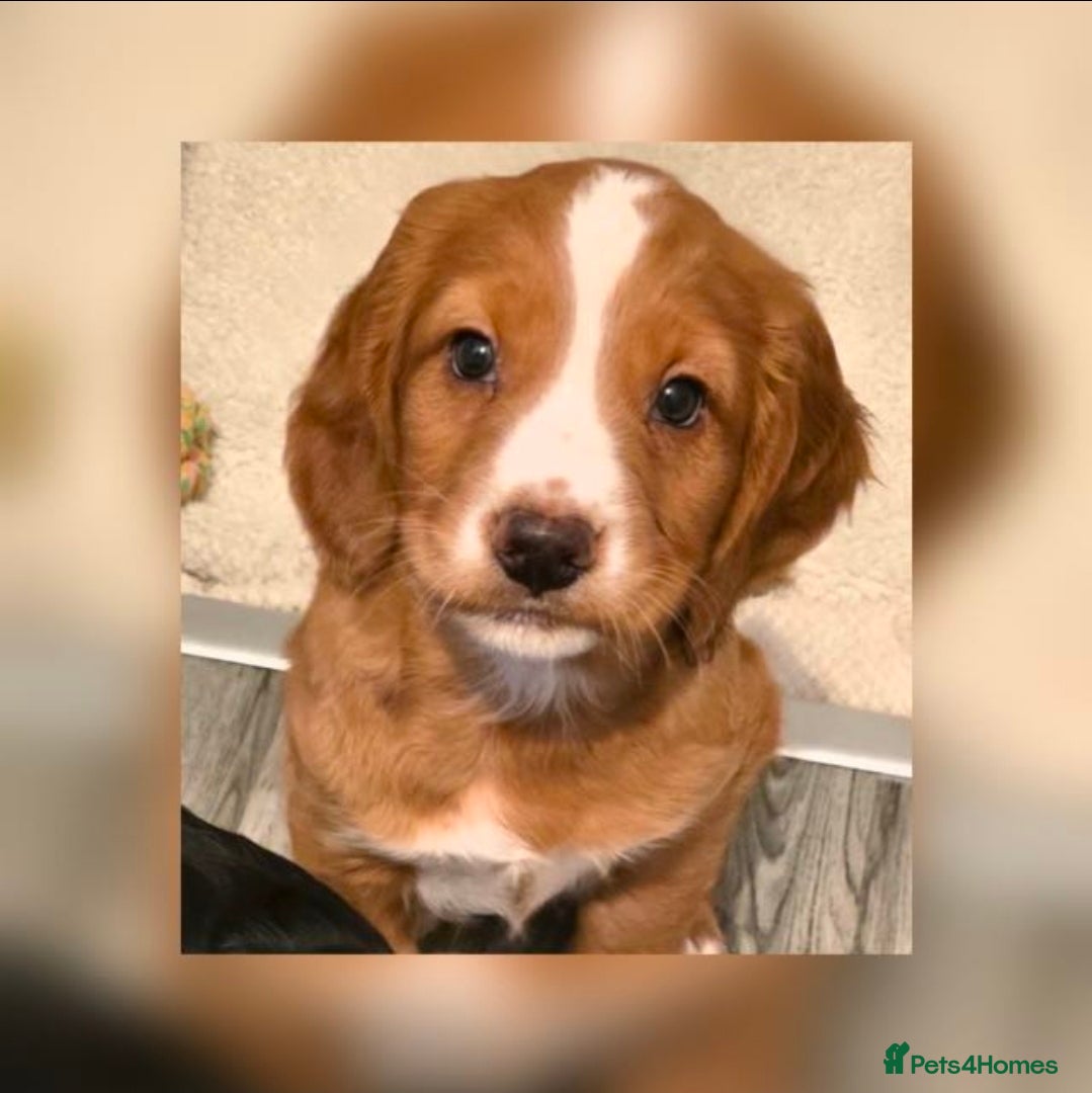 Cocker Spaniel dogs Cocker spaniel male  - Advert 5