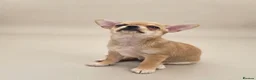 Chihuahua dogs for sale: 🐾Chihuahua Girls ready for forever loving homes - Advert 21