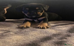 Mixed Breed dogs for sale: French Bullweilers - Image 1