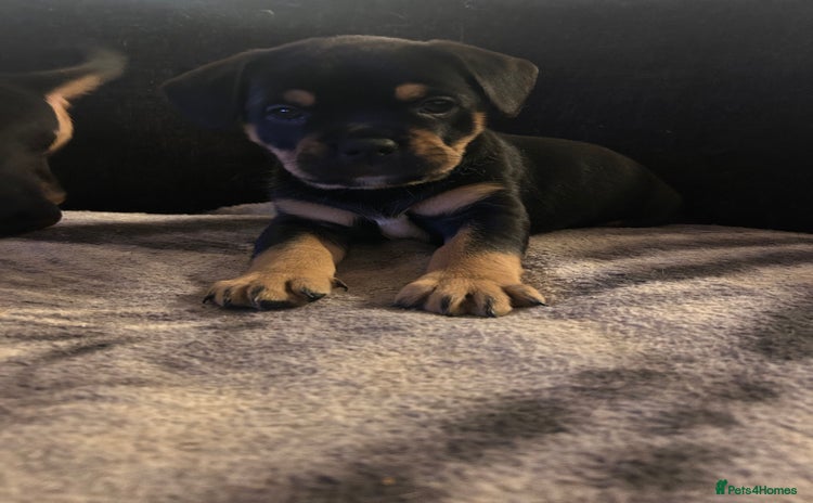 Mixed Breed dogs - Advert 3