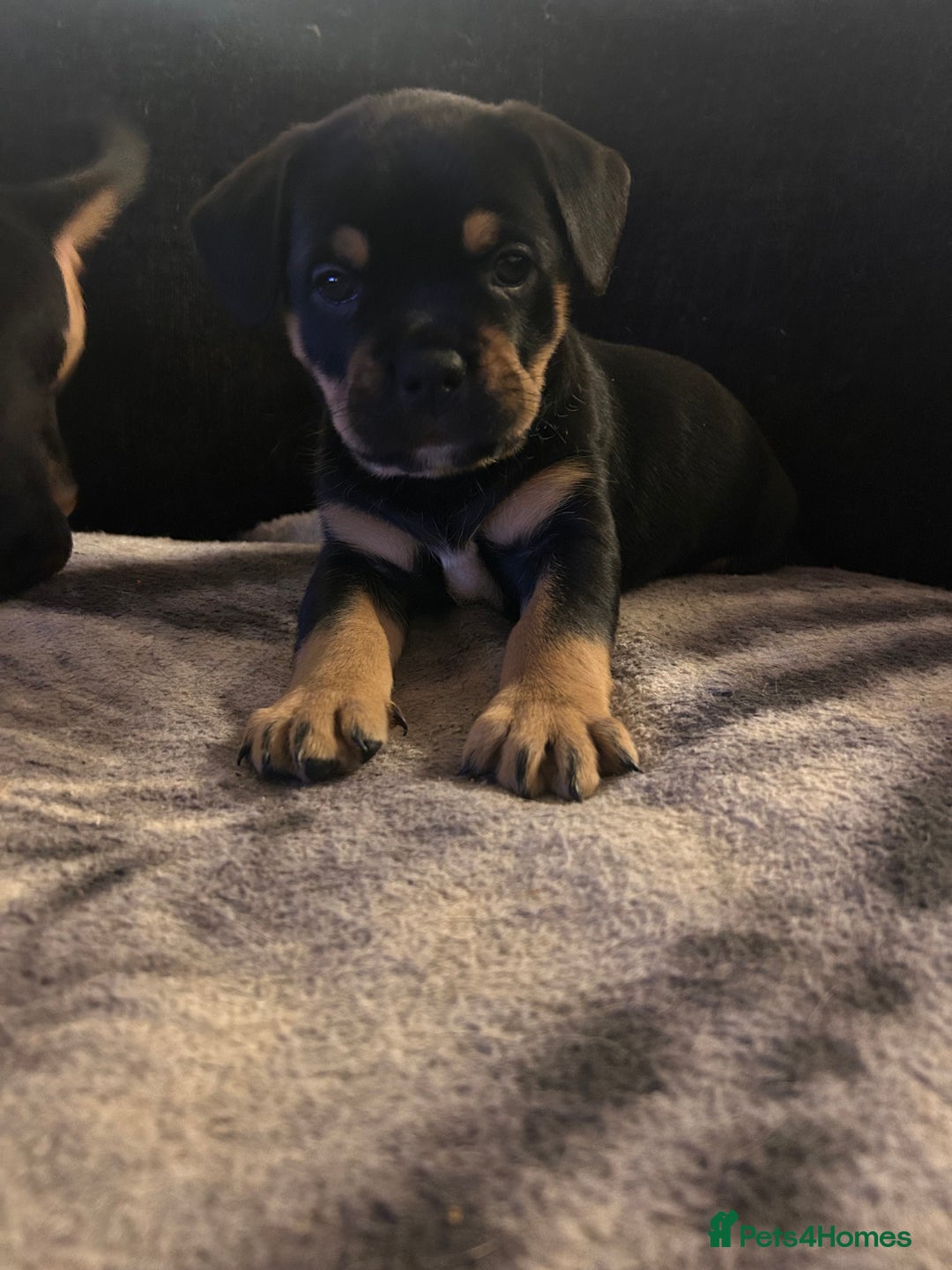 Mixed Breed dogs for sale: French Bullweilers - Image 1