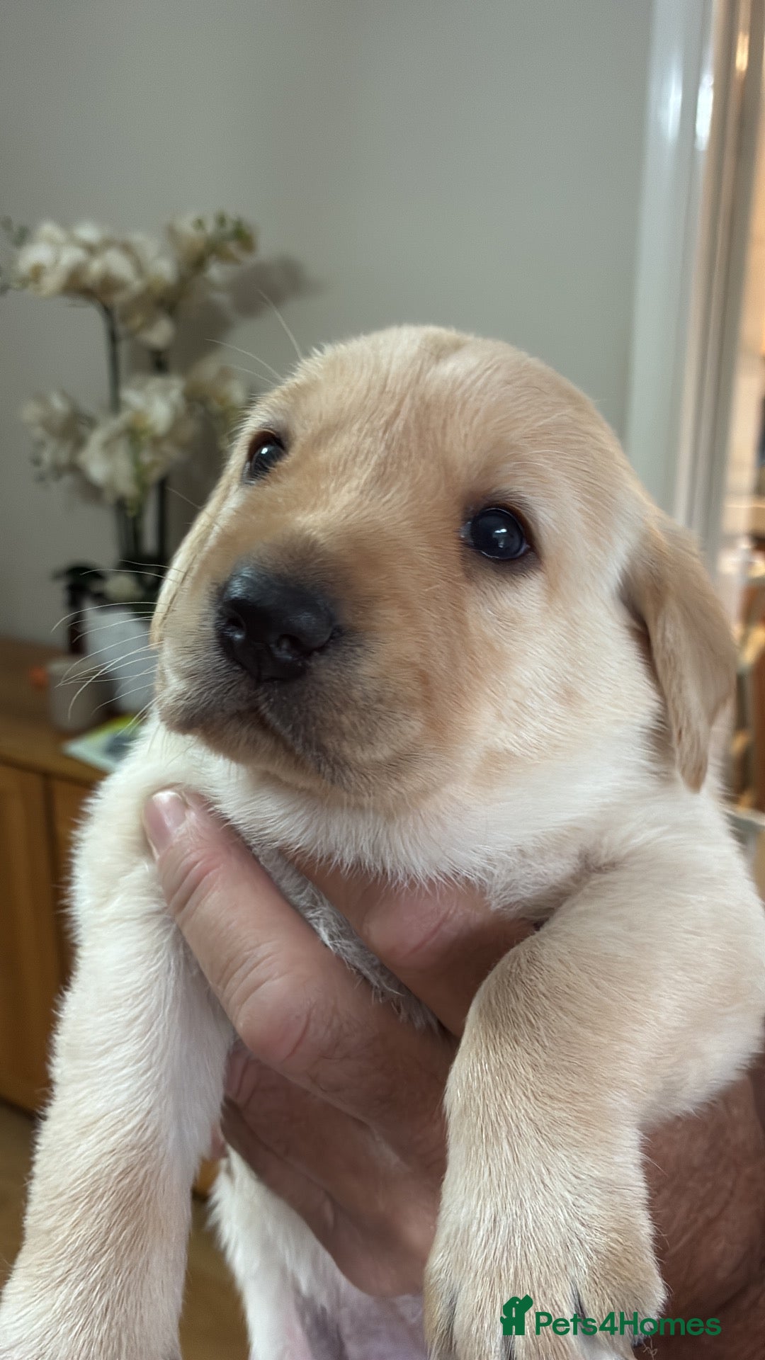 Labrador Retriever dogs 🐾 GORGEOUS LABRADOR PUPPIES – BORN 25TH SEPTEMBER - Advert 17