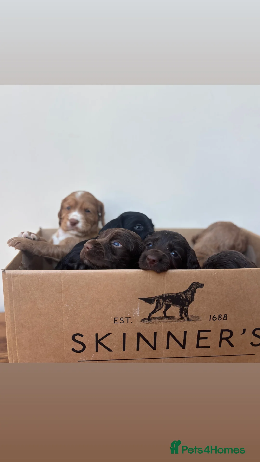 Cocker Spaniel dogs for sale: Beautiful boy remaining Cocker Spaniel Puppies  - Advert 15