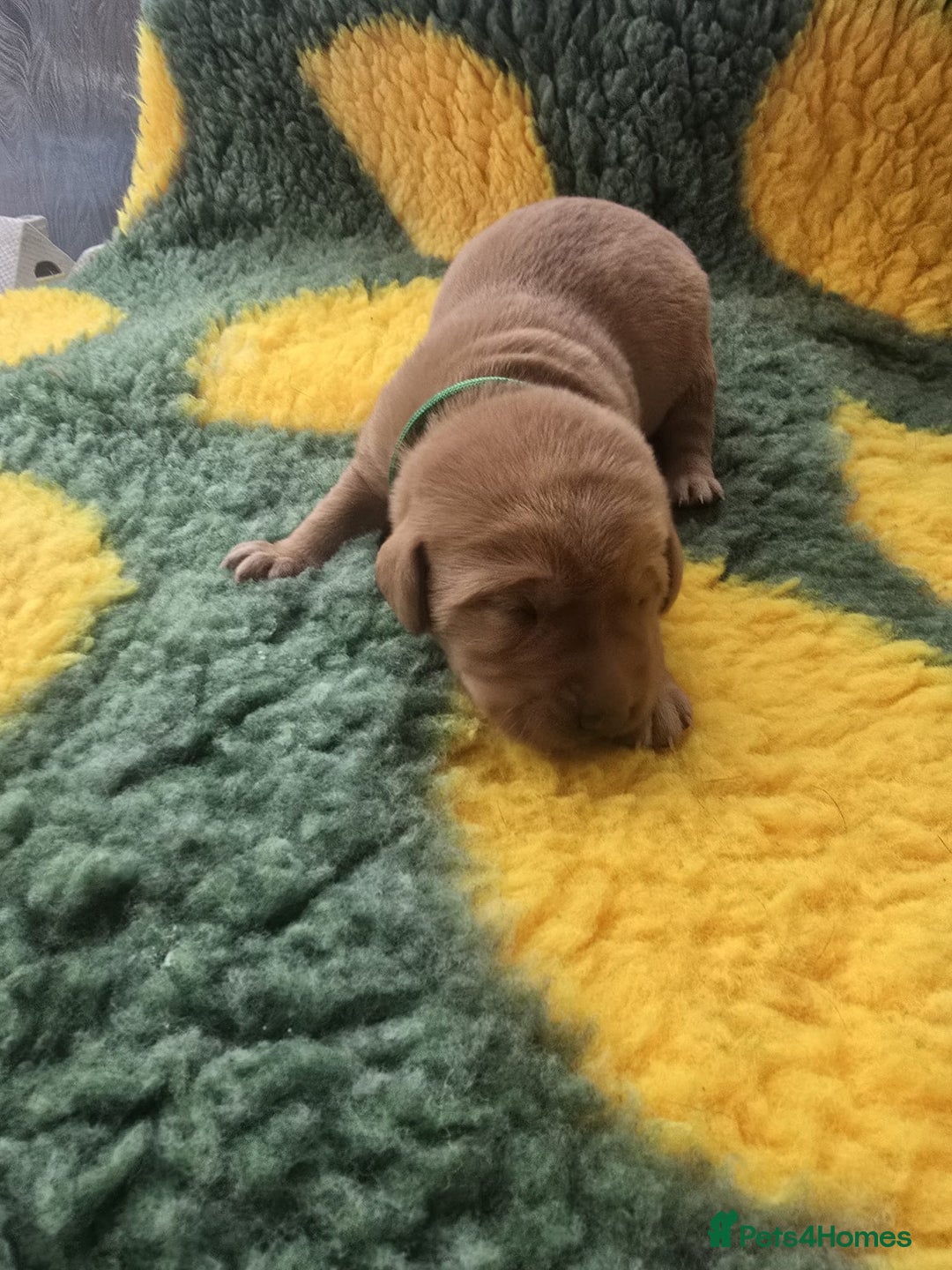 Labrador Retriever dogs for sale: KC Registered Labrador Puppies. - Advert 19