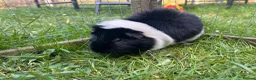 Guinea Pig rodents for sale: Gus & Badger  - Advert 7