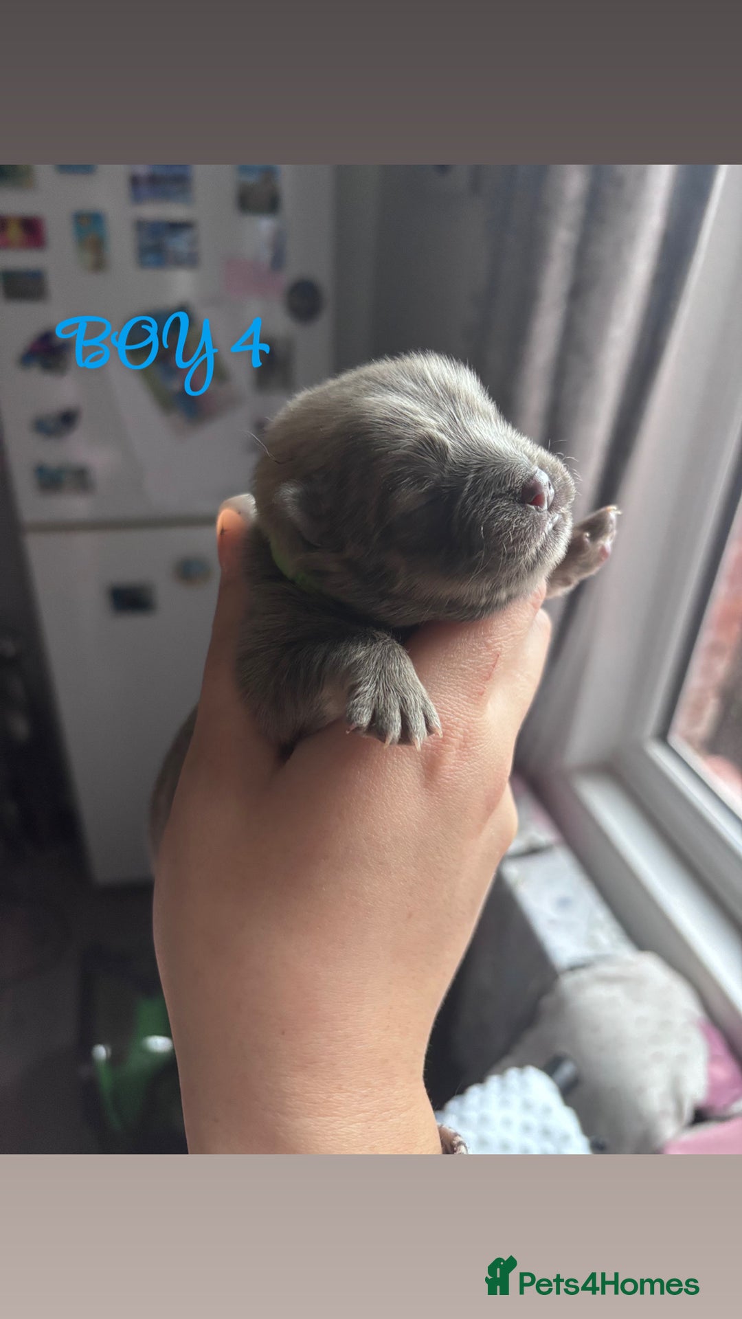 Mixed Breed dogs for sale: Chowpom puppies - Advert 17