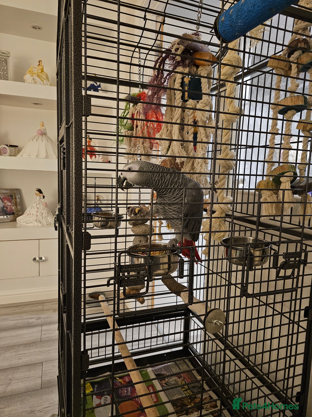 Parrots birds for sale: Male african grey parrot  - Image 2