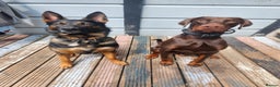 Dobermann dogs for sale: Dobermann  - Advert 3