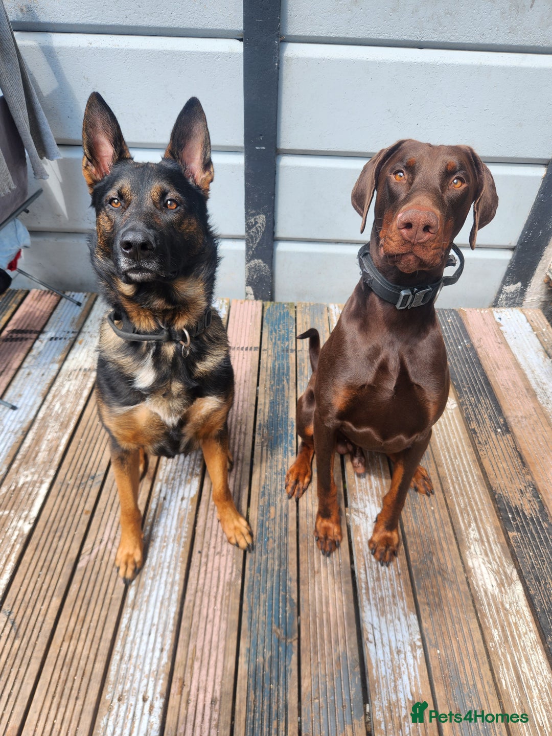 Dobermann dogs for sale: Dobermann  - Advert 3