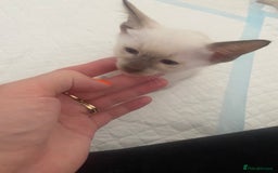 Siamese cats for sale: 🤩🐱Beautiful Siamese kittens for sale🐱⚡️ - Image 9