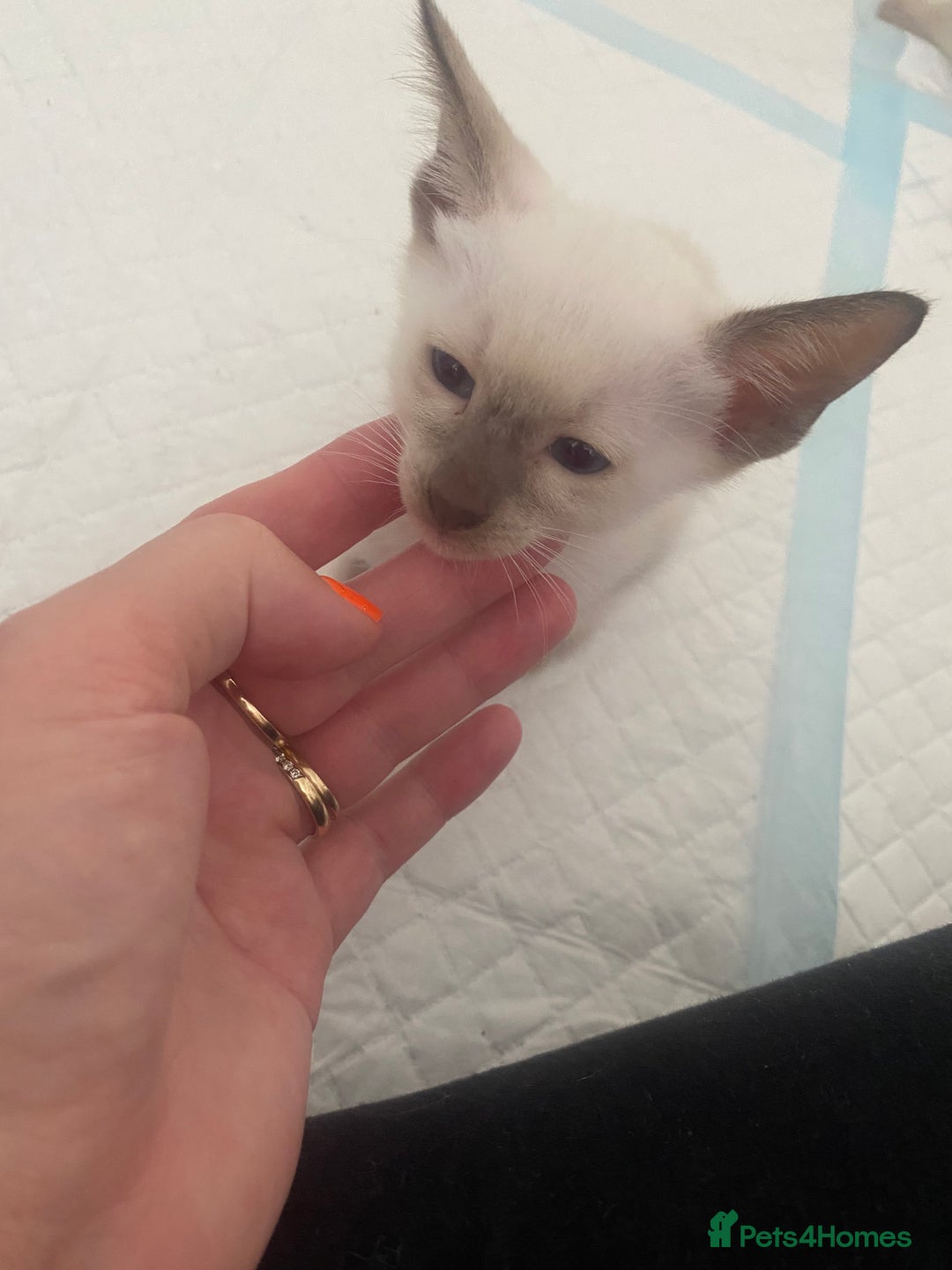 Siamese cats for sale: 🤩🐱Beautiful Siamese kittens for sale🐱⚡️ - Image 9