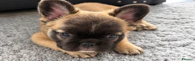 French Bulldog 3
