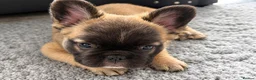 French Bulldog dogs for sale: Playful Litter of French Bulldog Puppies  in Sutton - Advert 4