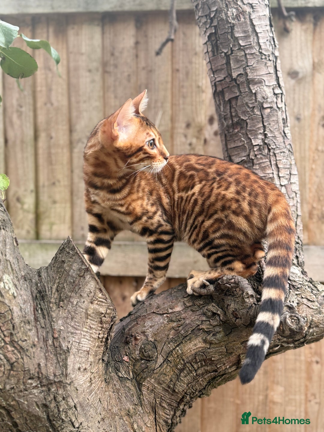 Bengal cats for sale: Female bengal kitten  - Image 2