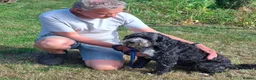 Cockapoo dogs for adoption: Buddy - Fakenham Norfolk  in Fakenham - Advert 15