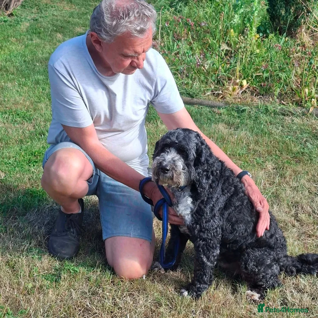 Cockapoo dogs for adoption: Buddy - Fakenham Norfolk  in Fakenham - Advert 15