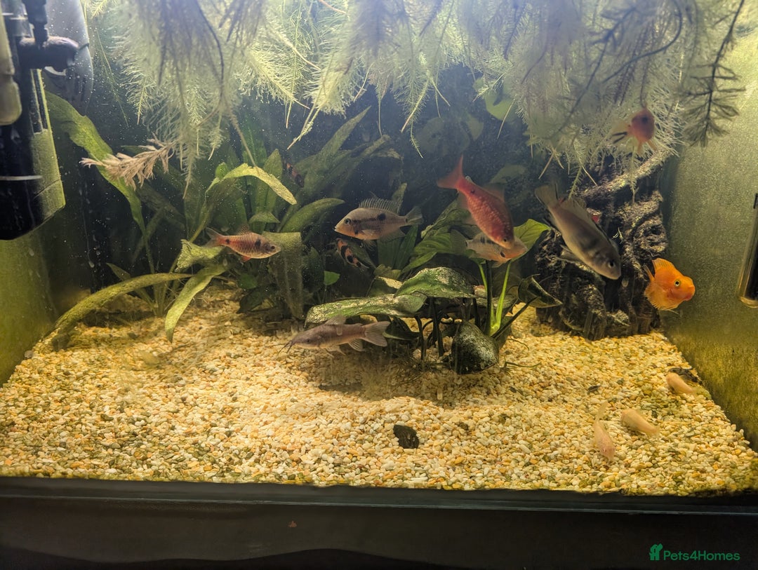 Cichlids fish for sale: Lots of cichlids  - Advert 2