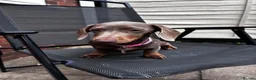 Miniature Dachshund dogs for sale: Dolly the dauschund - Advert 5