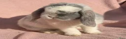 Mini Lop rabbits for sale: NO LONGER AVAILABLE  - Advert 4