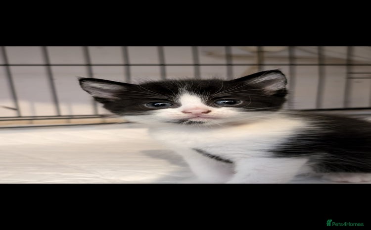 British Longhair cats - Advert 1