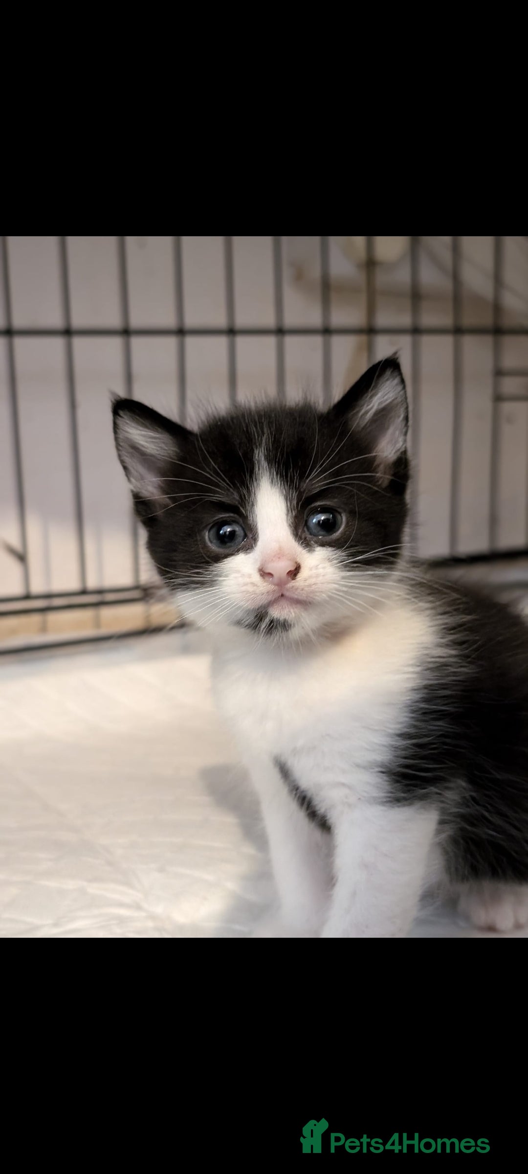 British Longhair cats for sale: Beautiful gorgeous kittens for sale - Image 1