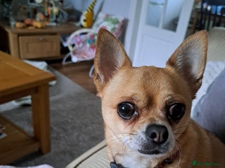 Chihuahua dogs - Advert 3