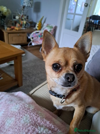 Chihuahua dogs - Advert 1