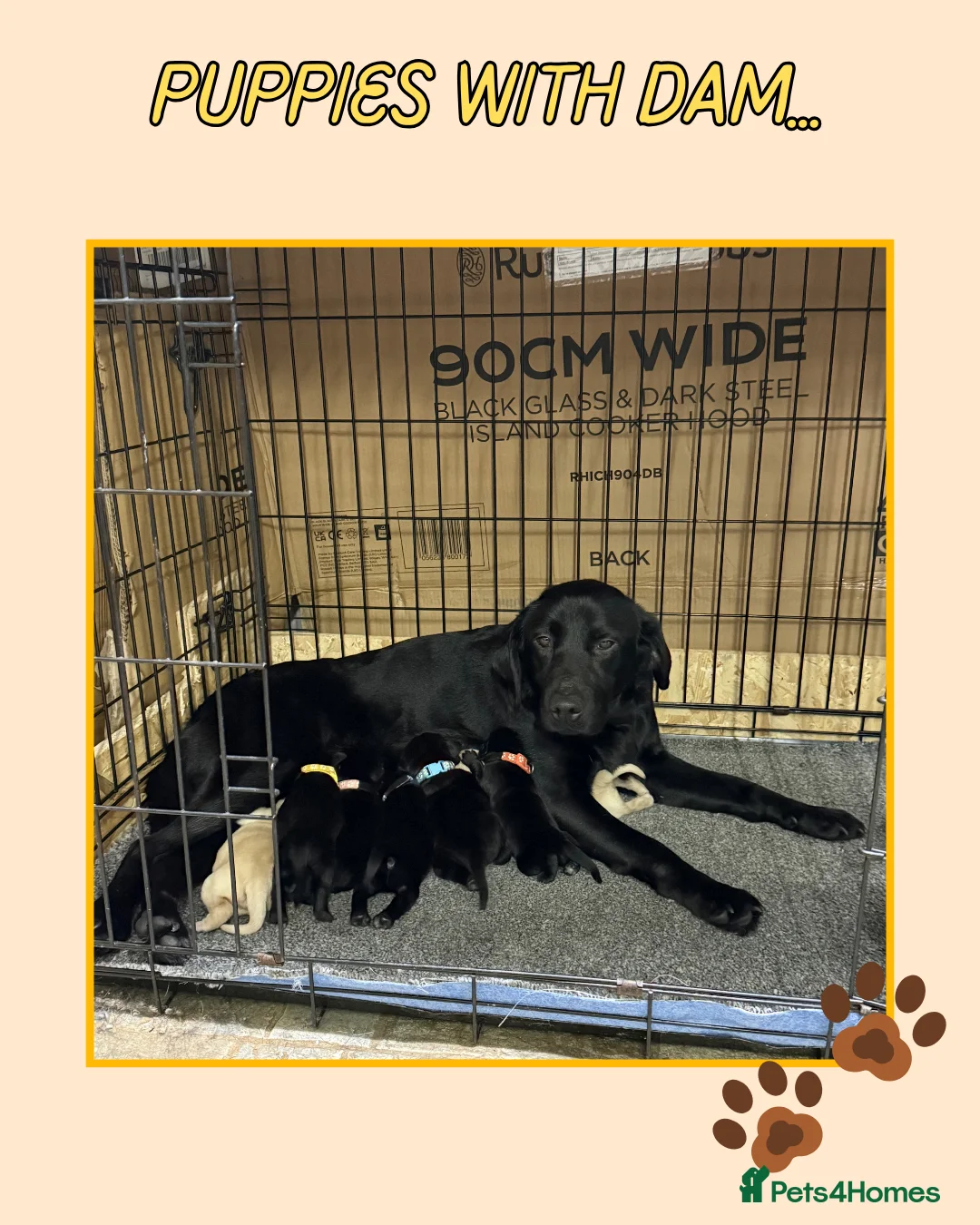 Labrador Retriever dogs for sale: KC Registered Black & Gold Labrador Puppies ⭐️ in Swansea - Advert 2