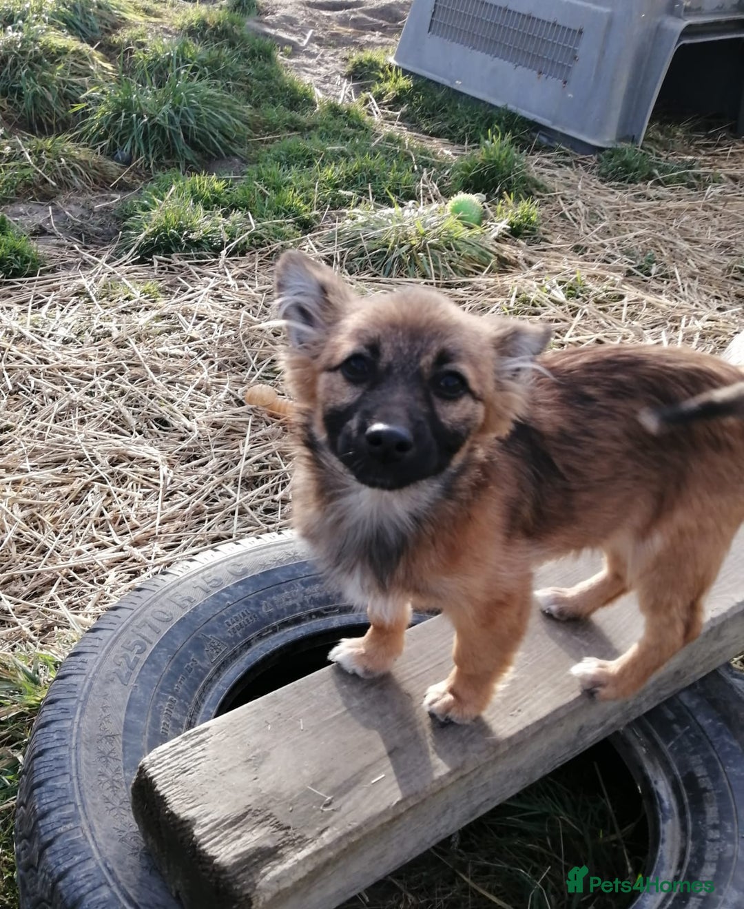 Mixed Breed dogs for adoption: 💙🐶 FUNTIK 🐶💙 - Advert 5